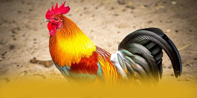Bảo mật thông tin người dùng tại BET168