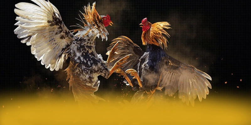 Khuyến mãi hấp dẫn dành cho thành viên mới và cũ tại 8XBET